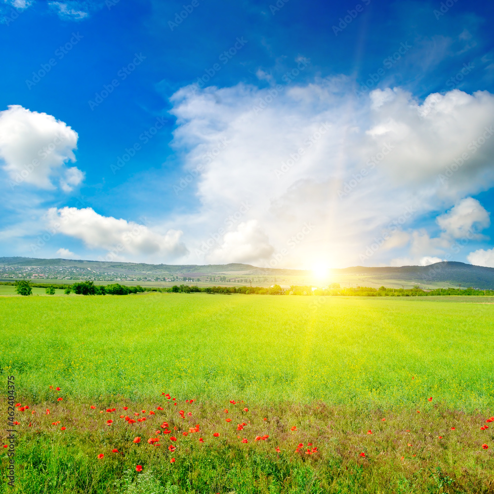 Green rapeseed field and bright sun over the horizon. Green rapeseed field and bright sun over the horizon.