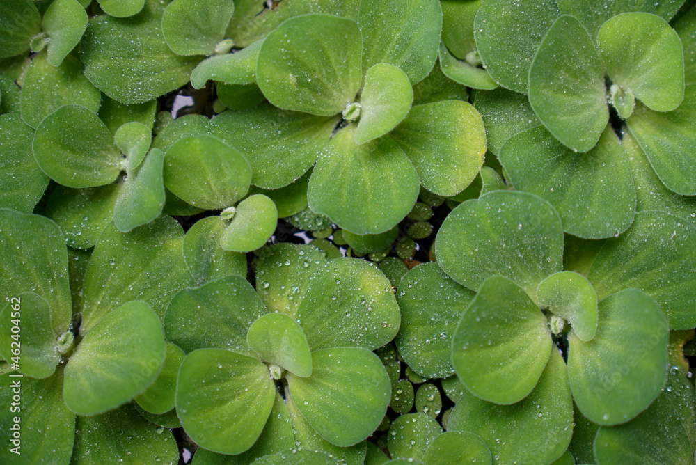 Water lettuce a tropical floating plant. Water lettuce a tropical floating plant.
