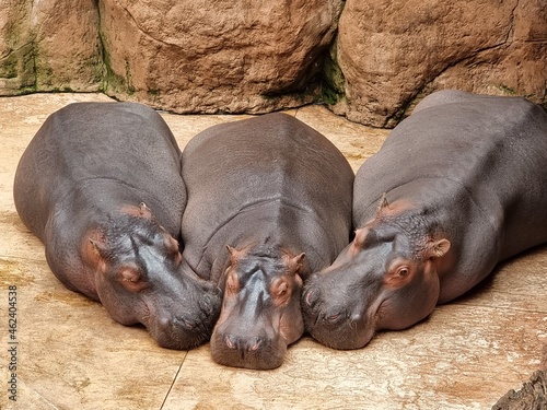 hippopotamus resting in the water