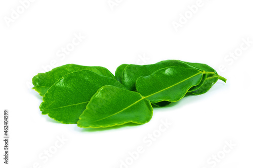 Kaffir lime leaves on white background. Green leaf.