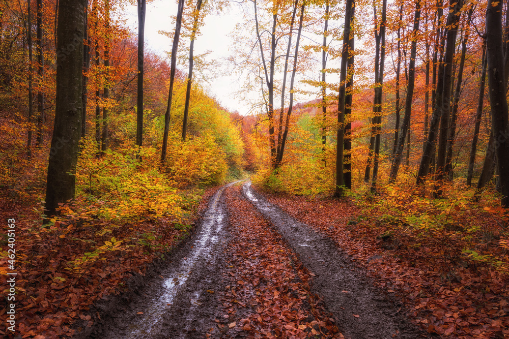 Beautiful beech forest, late autumn landscape with golden colored foliage, outdoor travel background