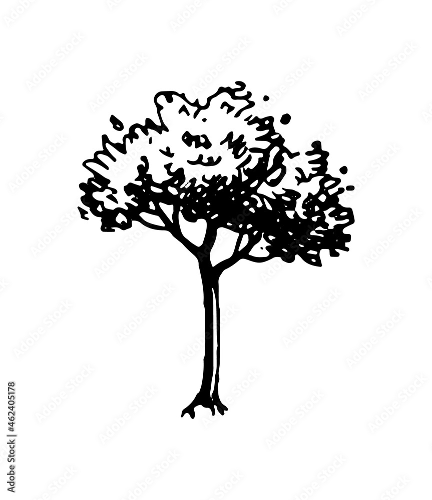 Ink sketch of tree.