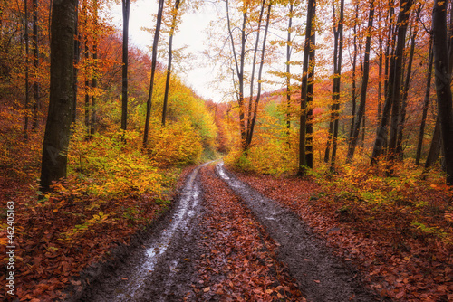 Beautiful beech forest, late autumn landscape with golden colored foliage, outdoor travel background