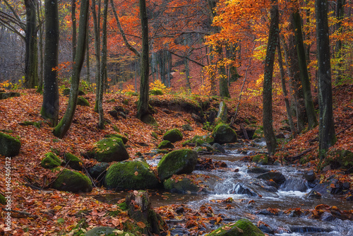 Beautiful beech forest with small stream, late autumn landscape with golden c...