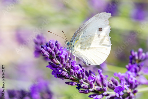 Canvas-taulu Small Cabbage White butterfly on violet lavender, summer concept, Czech Republic