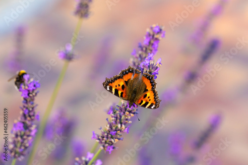 beautiful butterfly tortoiseshell (Aglais urticae) on lavender. Europe, Czech Republic wildlife