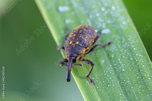 insect beetle Black vine weevil (Otiorhynchus sulcatus), Czech Republic wildlife