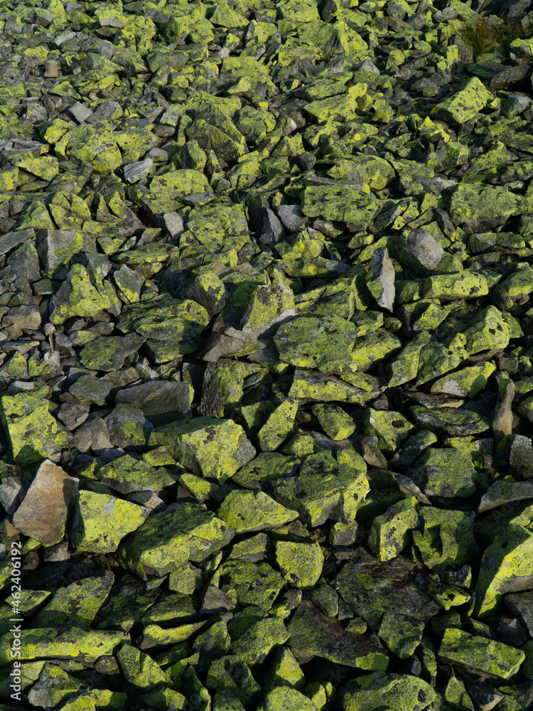 gray stones covered with moss. green moss on the stone. background gray stones covered with moss. green moss on the stone. background