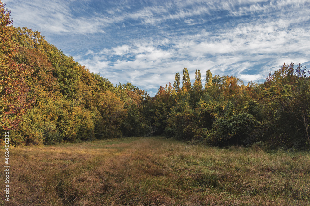 Obraz premium Autumn forest landscape. View of the autumn forest and a clearing with a cloudy sky. Autumn landscape in November. Beautiful autumn forest on a sunny day.
