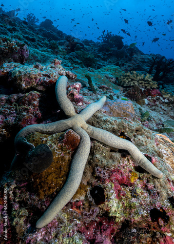 Guilding’s sea star, Linckia guildingi, in Maldives