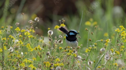 a slow motion front view of a male superb fairy wren on fireweed at a reserve on the central coast of nsw, australia