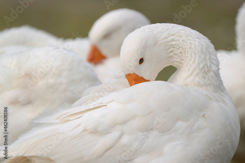 Two white domestic geese resting on the meadow