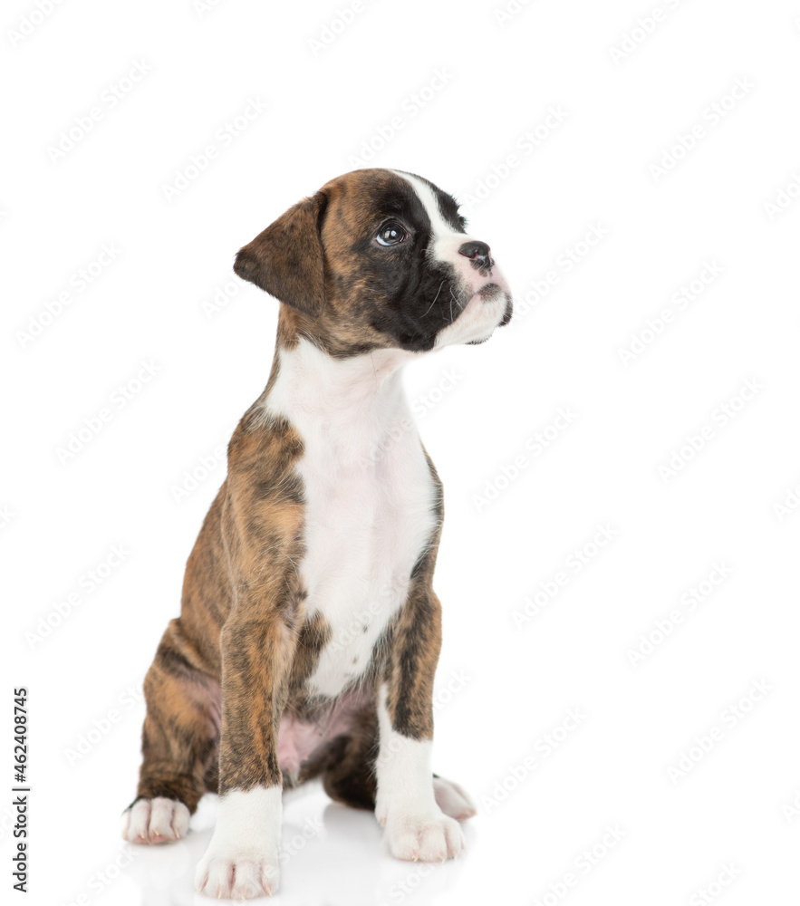 Portrait of young German boxer puppy sits in side view and looksaway and up. isolated on white background