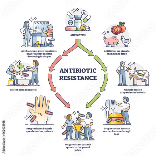 Antibiotic resistance process cycle, illustrated outline diagram. Drug resistant bacteria development inside human and animal gut and spreading path to general public by food and human contact.