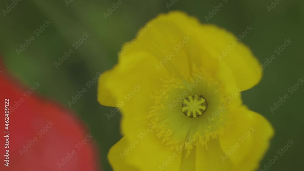 Abstract closeup shot of Tulips with soft focus Abstract closeup shot of Tulips with soft focus
