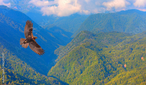 Red-tailed Hawk flying over the mountains with pine tree forest