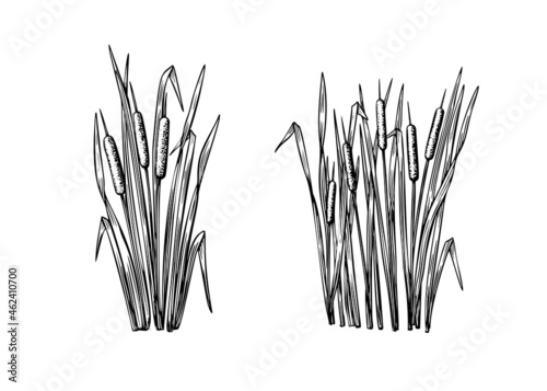Black reeds sketch set in vintage style. Vector retro illustration element. Spring floral nature background vector.