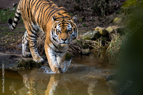 water and tiger