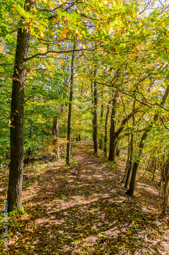 Herbstliche Entdeckungstour entlang der prachtvollen H  rselberge bei Eisenach - Th  ringen