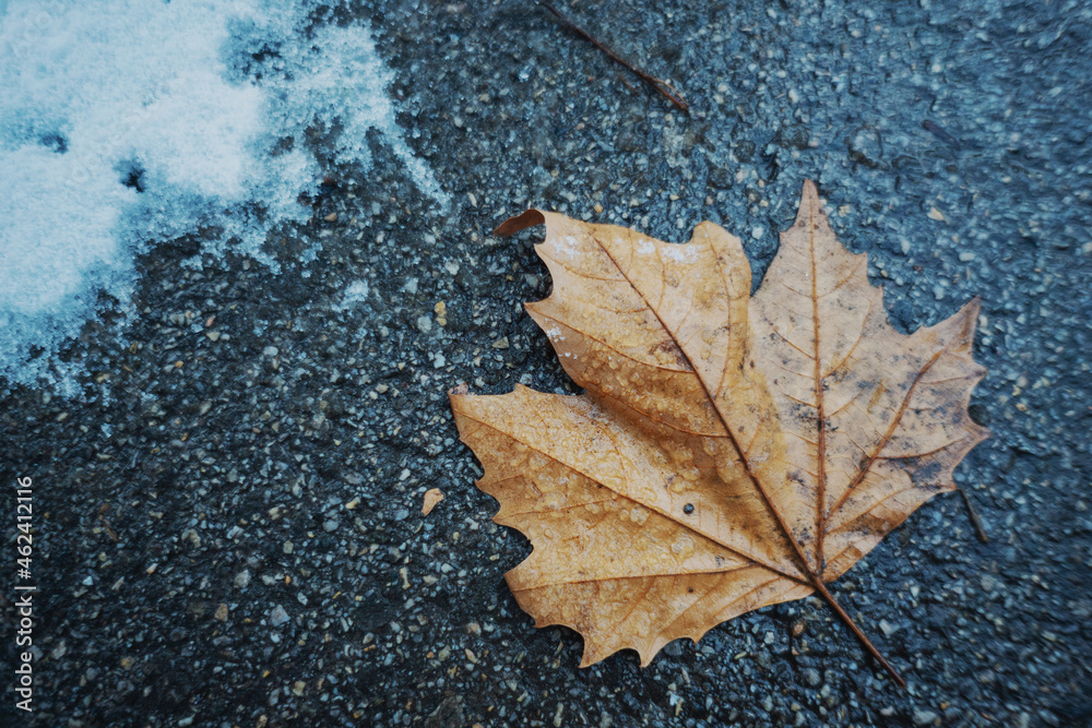 Wet yellow maple leaf lies on wet asphalt with snow Wet yellow maple leaf lies on wet asphalt with snow