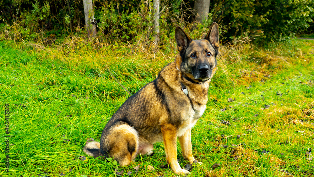 Schäferhund Schäferhund