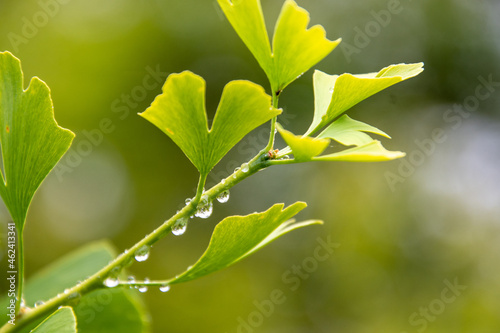 Ginkgo im Regen 