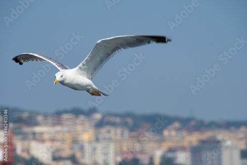 a seagull over the city