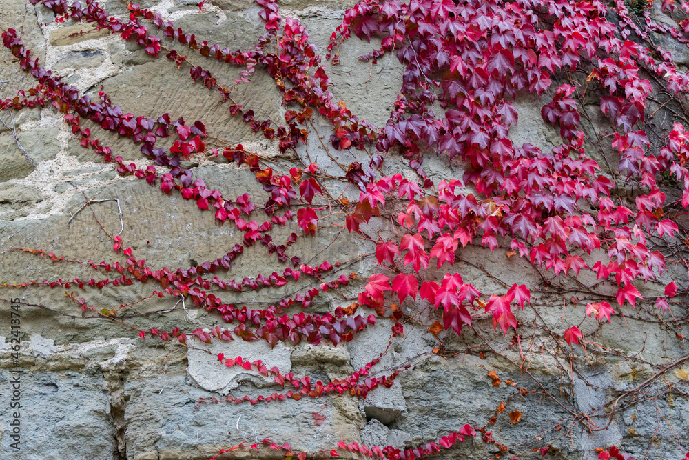 Vine with red leaves on a wall Vine with red leaves on a wall