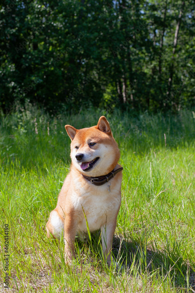 Japanese red-haired dog lies in the grass. Happy pet is resting in the summer. Japanese red-haired dog lies in the grass. Happy pet is resting in the summer.
