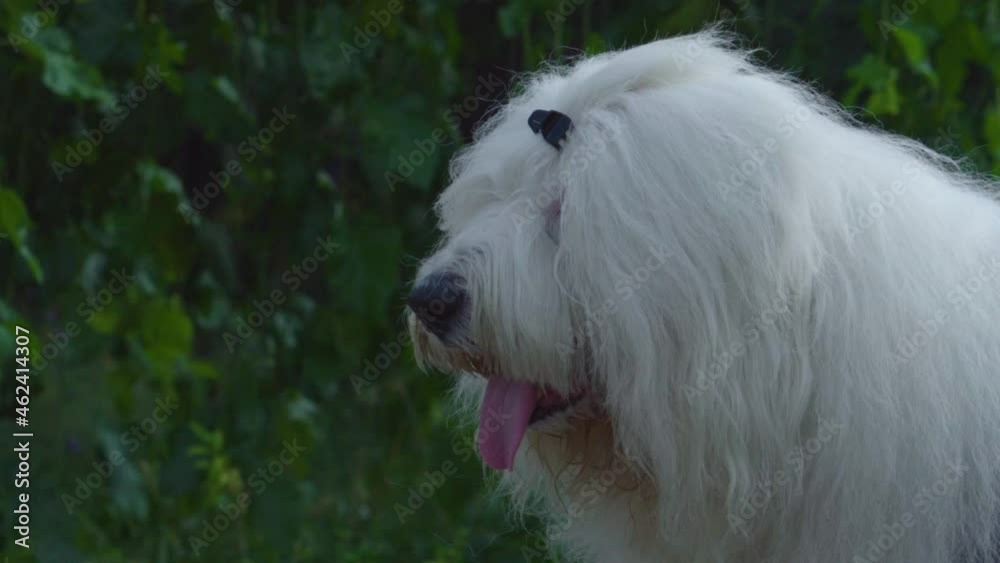 White and grey Old English Sheepdog standing. Portrait White and grey Old English Sheepdog standing. Portrait
