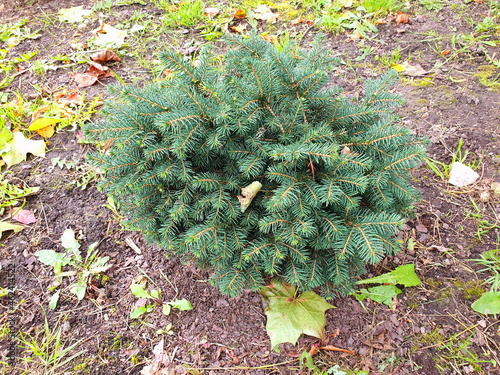 Picea omorika Karel seedling in the garden	
 photo