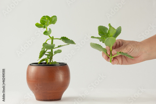 Woman hand holding cutting of Kalanchoe plant to make sprout on the white background photo