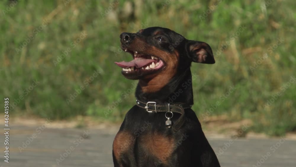 Cute german pinscher dog in sitting position on the grass. slow motion Cute german pinscher dog in sitting position on the grass. slow motion