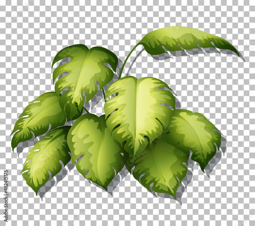 Tropical plant on transparent background