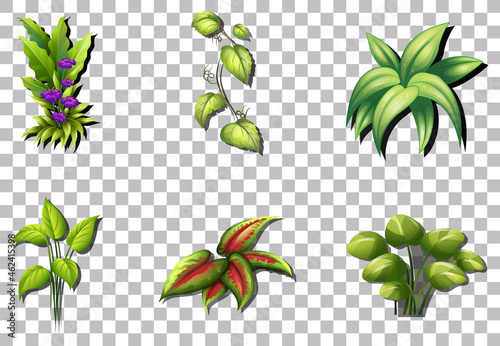 Set of variety plants on transparent background