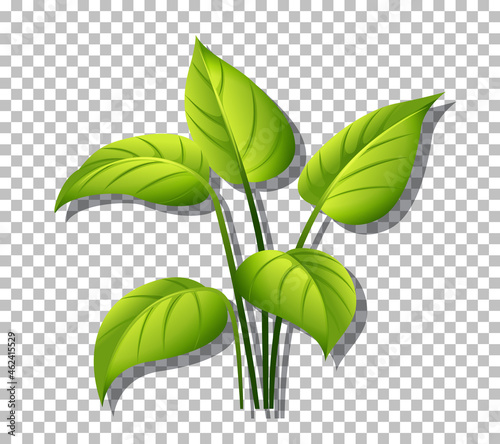 Tropical plant on transparent background