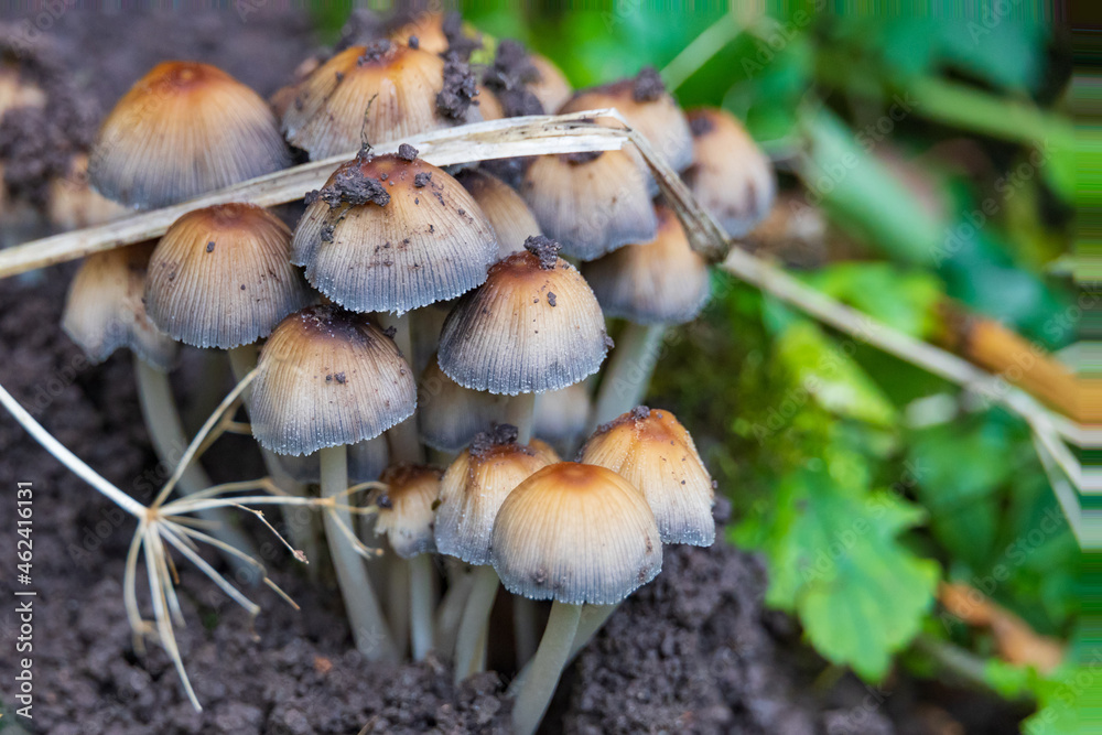 Small brown mushrooms on the ground, close-up Small brown mushrooms on the ground, close-up