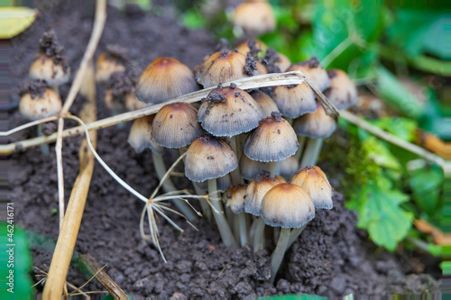 Small brown mushrooms on the ground, close-up