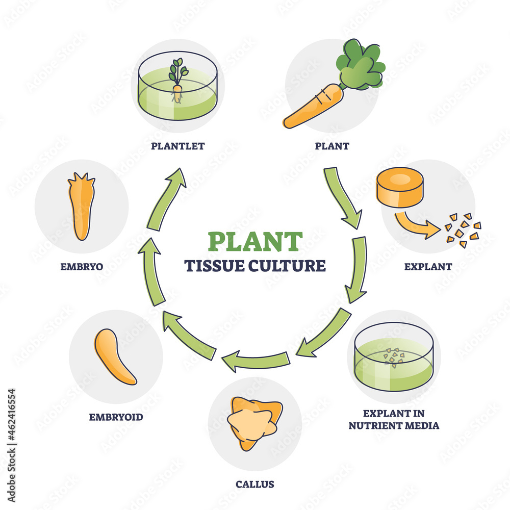 Plant tissue culture technique to maintain or grow cells outline