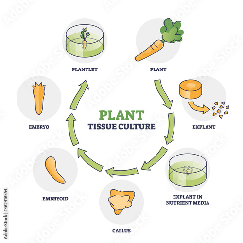 Plant tissue culture technique to maintain or grow cells outline diagram. Labeled educational scheme with new sprout growing from explant in nutrient media and sterile conditions vector illustration.