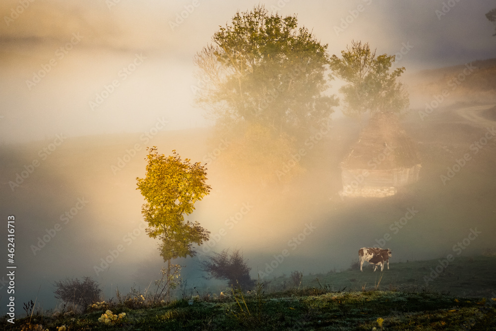 Fototapeta premium beautiful foggy autumn morning landscape in rural Transylvania