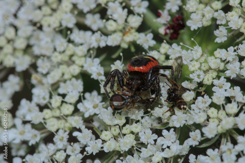 red synema globosum spider macro photo photo