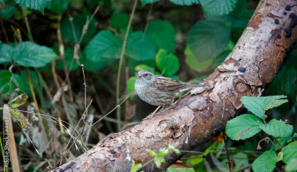 Dunnock (hedge sparrow) foraging for food in the woods