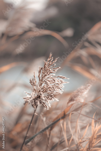 Pampas grass outdoor in light pastel colors. Dry reeds boho style