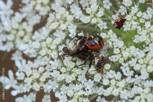 red synema globosum spider macro photo