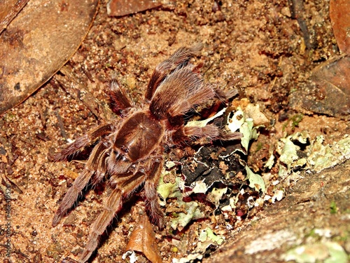 A big spider with hairy long legs. It moves slowly and quiet on ground.