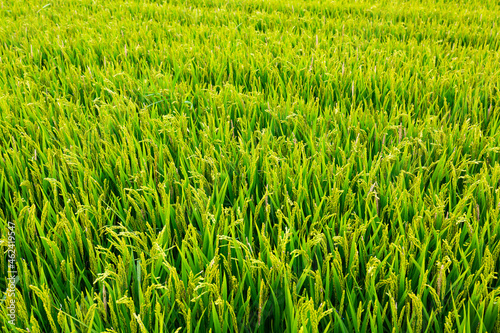 Picture of rgreen ice field in summer summer day, Spain photo