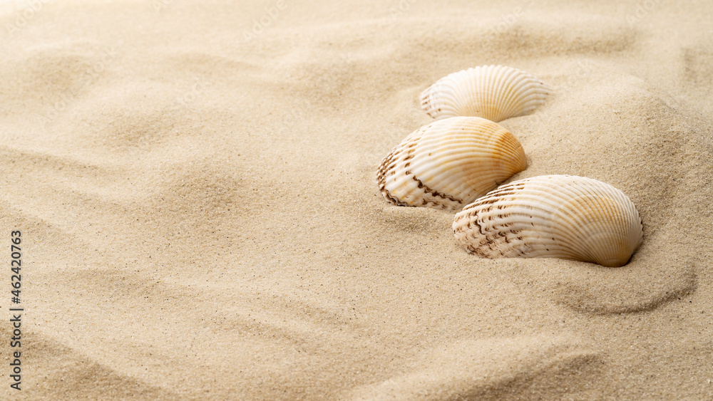 Seashells on a background of sand, beach sand. Seashells on a background of sand, beach sand.