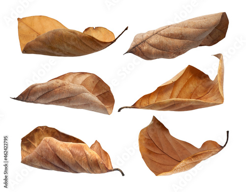 dry leaf or dead leaf isolated on white background