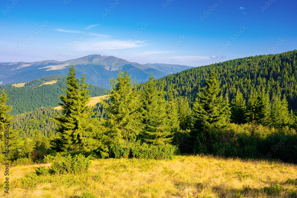 coniferous forest on the mountain hill. beautiful summer nature scenery in the morning. idyllic nature background